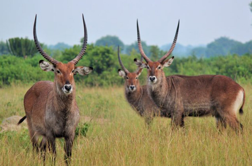 Best Time to Visit Uganda for Wildlife
