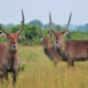 Best Time to Visit Uganda for Wildlife