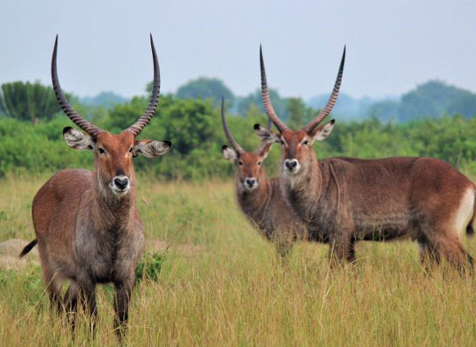 Best Time to Visit Uganda for Wildlife
