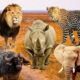 Big 5 Safaris in Uganda with Experiya Tour Company