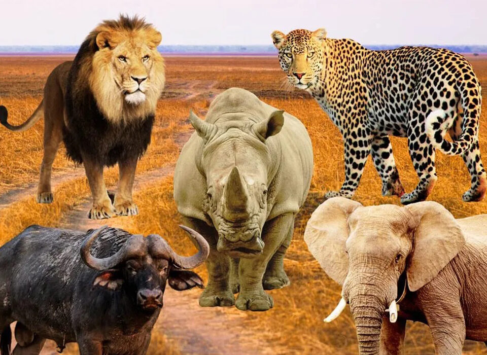 Big 5 Safaris in Uganda with Experiya Tour Company