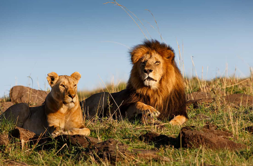 Top Destinations for Spotting Big Cats in Uganda