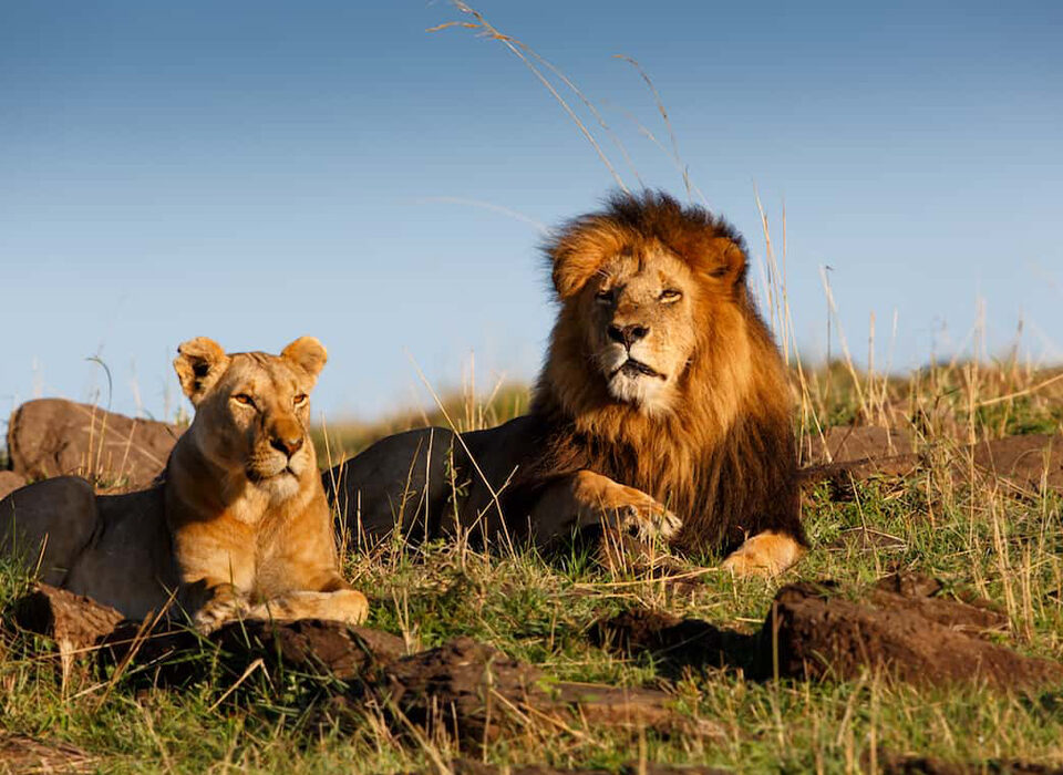 Top Destinations for Spotting Big Cats in Uganda