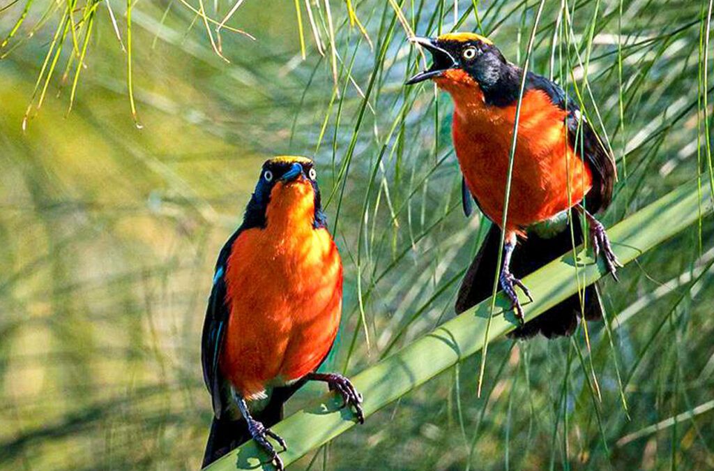 Bird Watching in Mgahinga Gorilla National Park