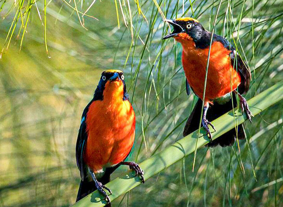 Bird Watching in Mgahinga Gorilla National Park