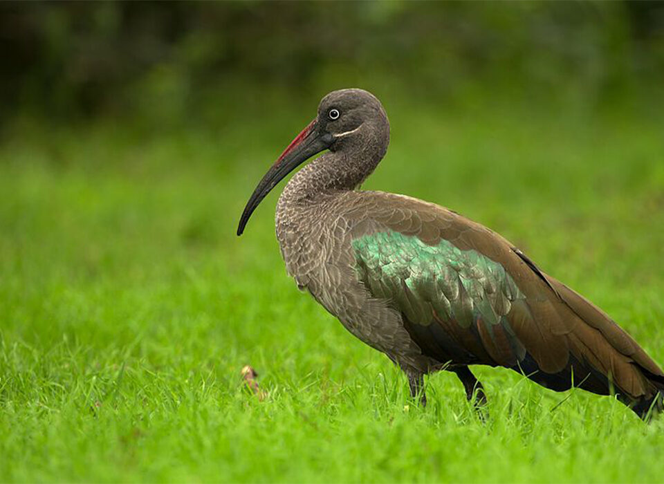 Tips for the Best Birding Safari in Rwanda