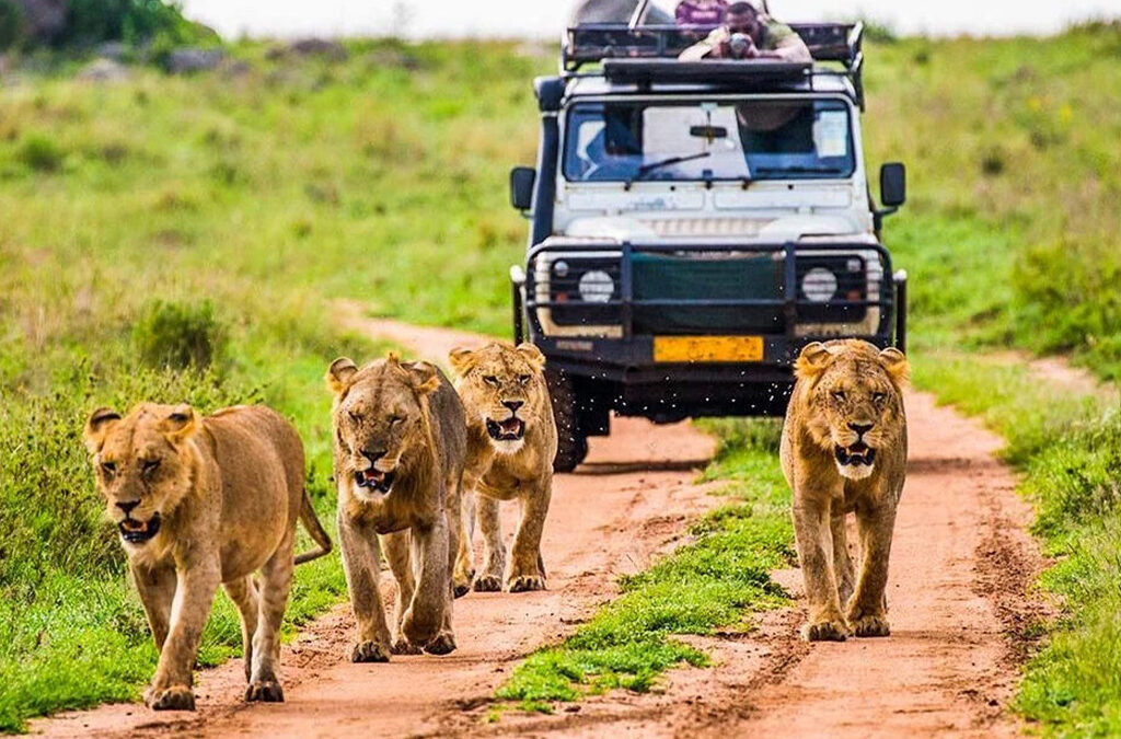 What Makes Uganda a Budget-Friendly Safari Destination?