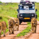 What Makes Uganda a Budget-Friendly Safari Destination?