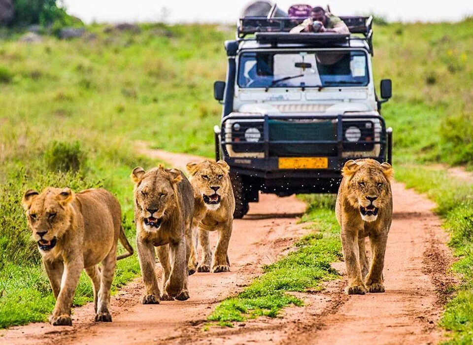 What Makes Uganda a Budget-Friendly Safari Destination?