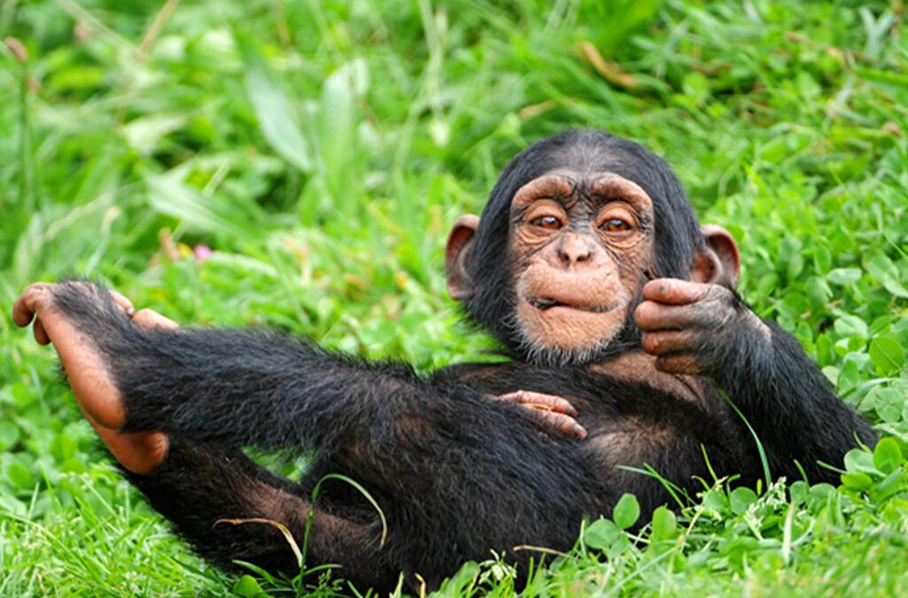 What May Stop You From Seeing Chimpanzees in Uganda and Rwanda