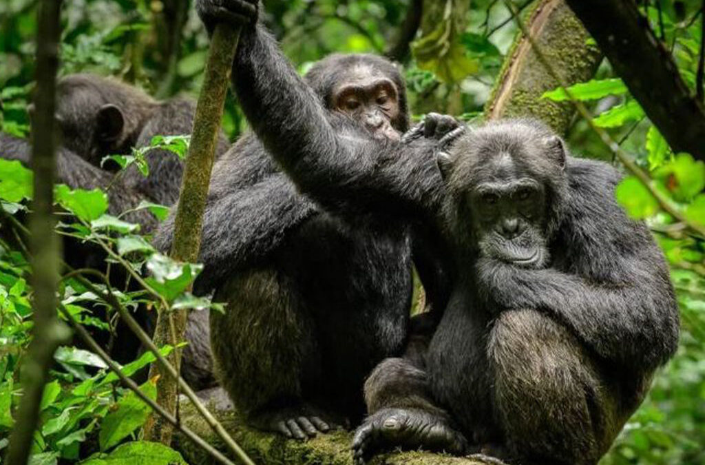 Understanding Chimpanzee Trekking in Rwanda