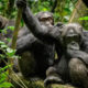 Understanding Chimpanzee Trekking in Rwanda