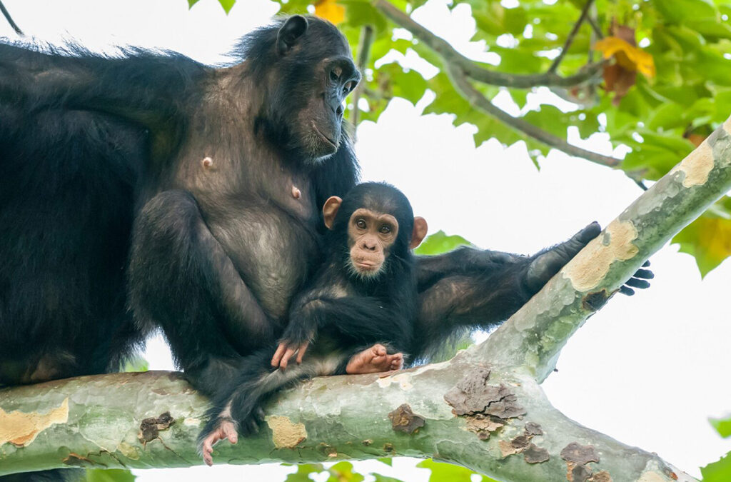 Is Chimpanzee Trekking Better in Uganda or Rwanda?