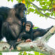 Is Chimpanzee Trekking Better in Uganda or Rwanda?