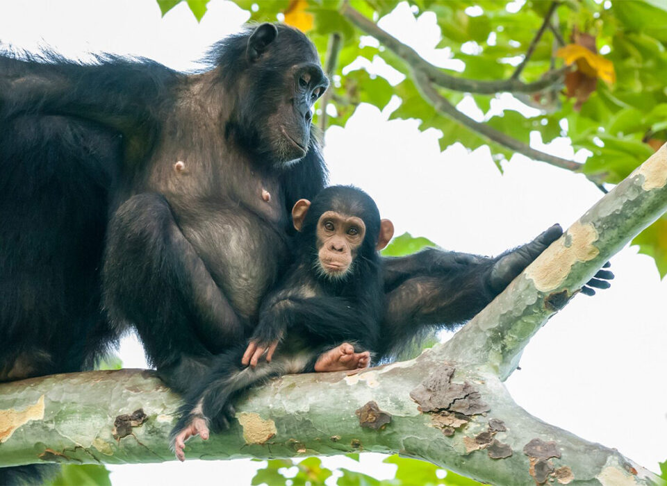 Is Chimpanzee Trekking Better in Uganda or Rwanda?