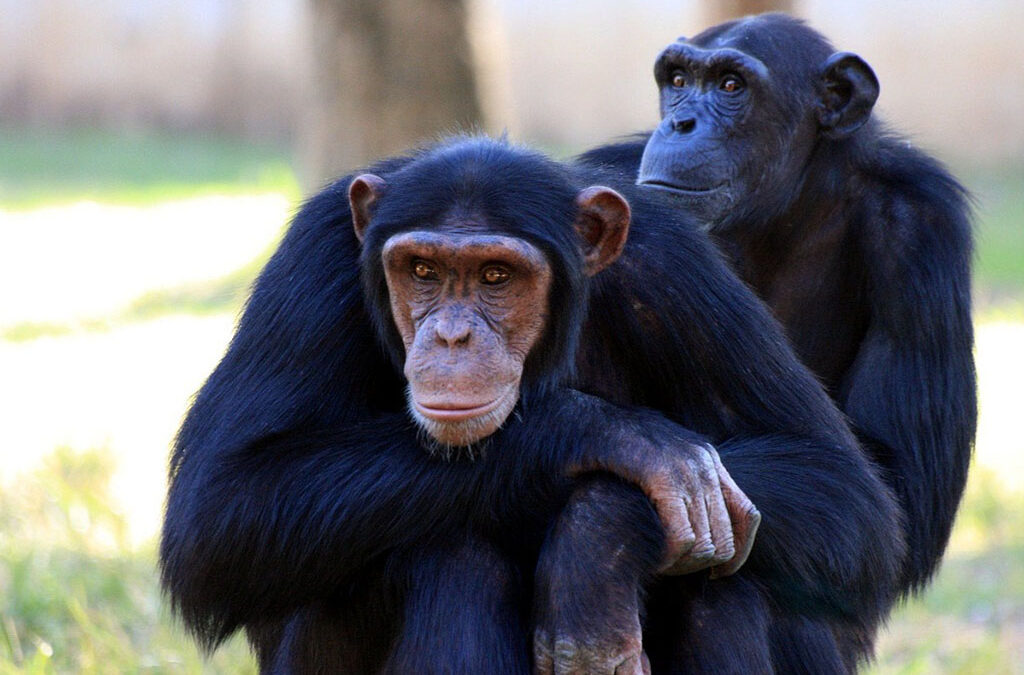 Why Kibale Is the Ultimate Destination for Chimpanzee Trekking