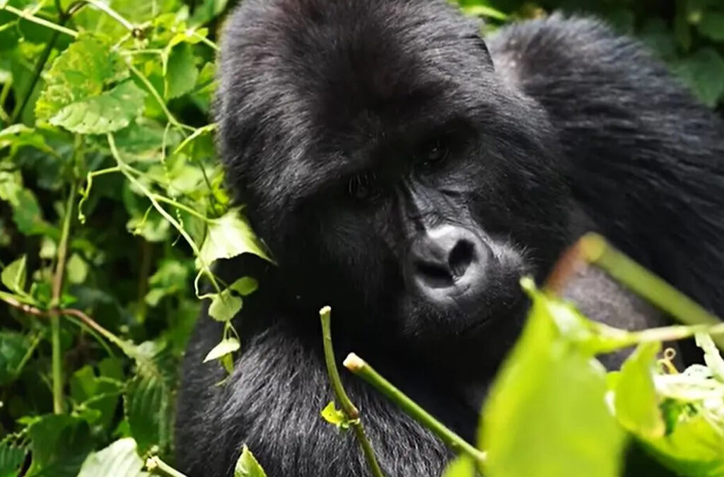 Conservation-Focused Gorilla Tours in Uganda