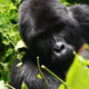 Conservation-Focused Gorilla Tours in Uganda