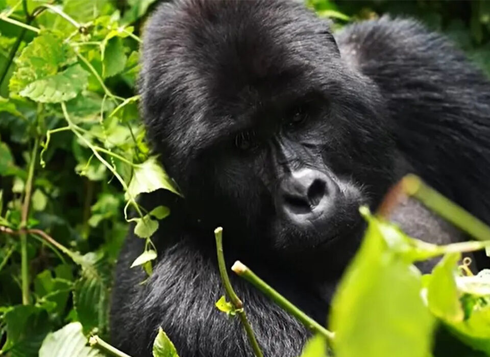 Conservation-Focused Gorilla Tours in Uganda