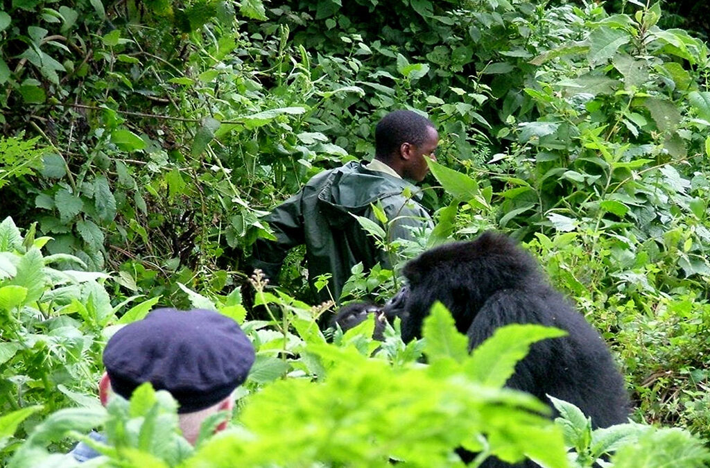 Best Sectors for Double Gorilla Trekking in Bwindi