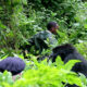 Best Sectors for Double Gorilla Trekking in Bwindi