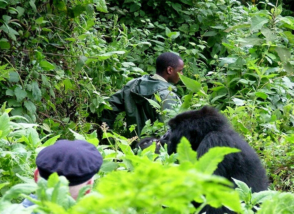Best Sectors for Double Gorilla Trekking in Bwindi