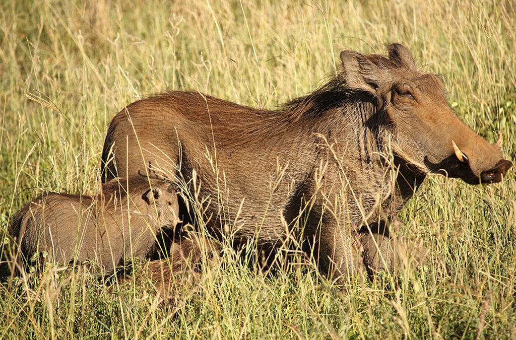 5 Fascinating Facts About the Incredible Warthog