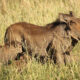 5 Fascinating Facts About the Incredible Warthog