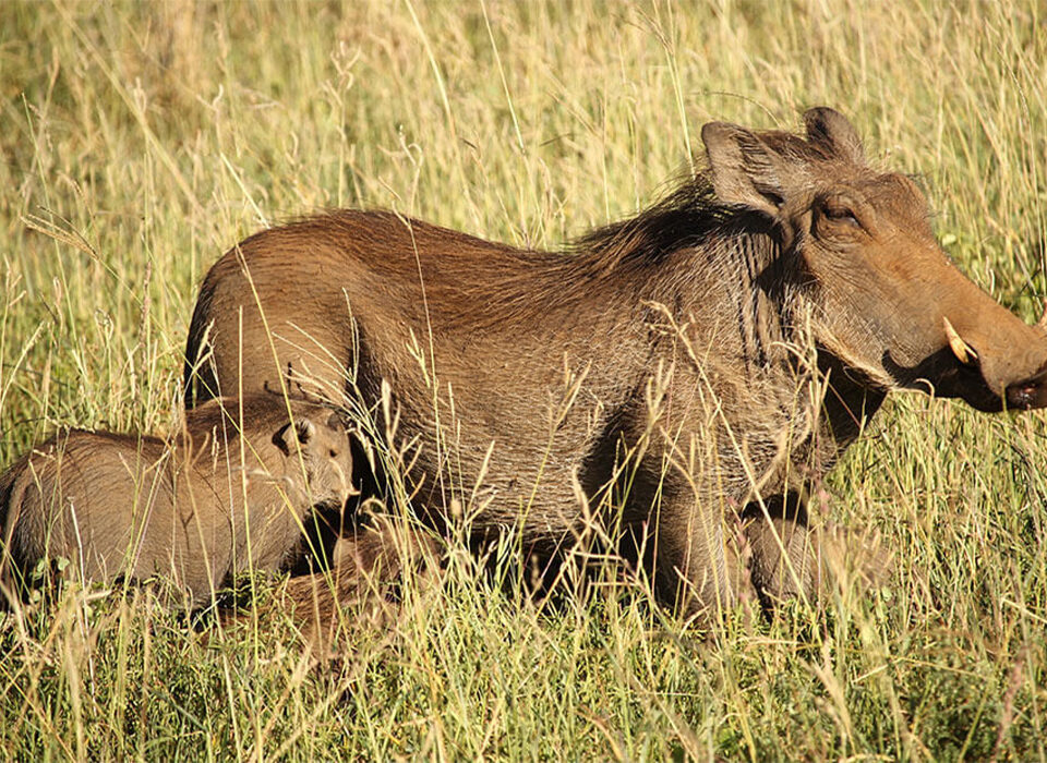 5 Fascinating Facts About the Incredible Warthog