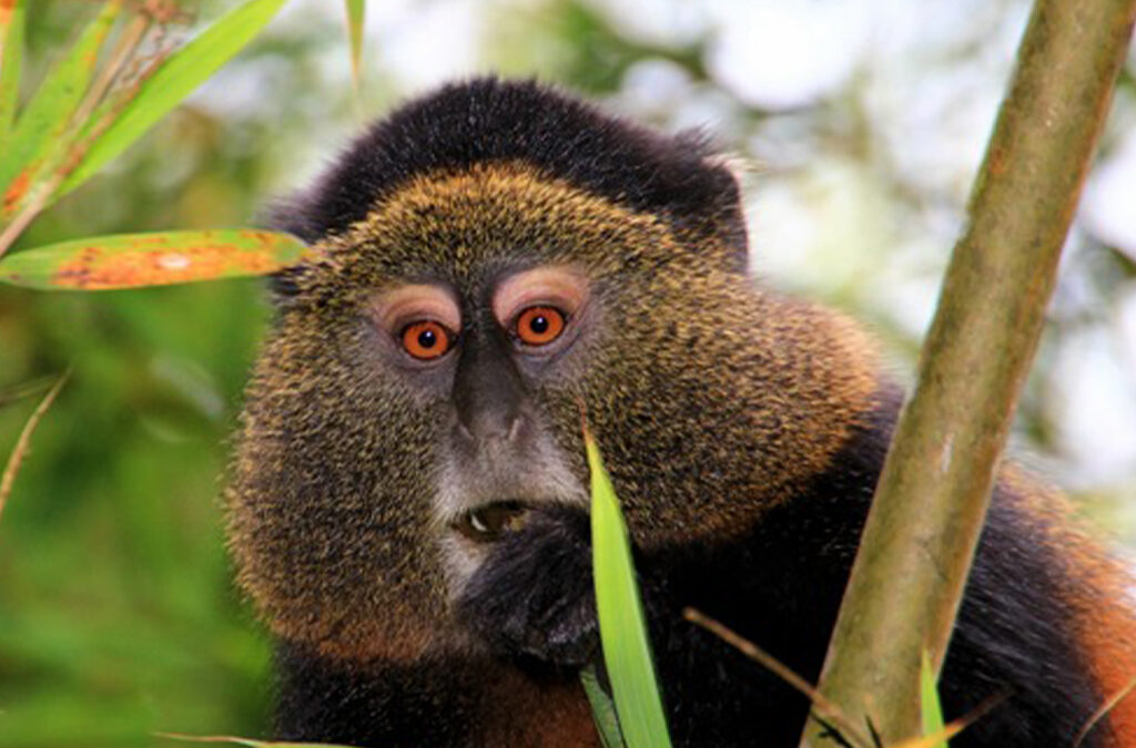 Most Asked Questions About Golden Monkey Trekking in Mgahinga National Park
