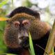 Most Asked Questions About Golden Monkey Trekking in Mgahinga National Park