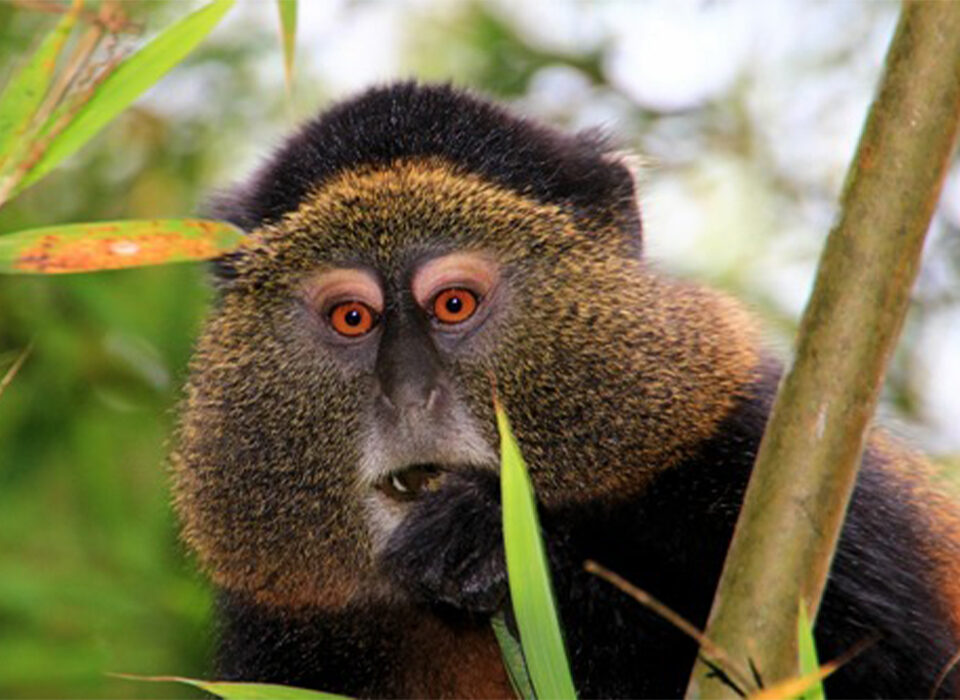 Most Asked Questions About Golden Monkey Trekking in Mgahinga National Park
