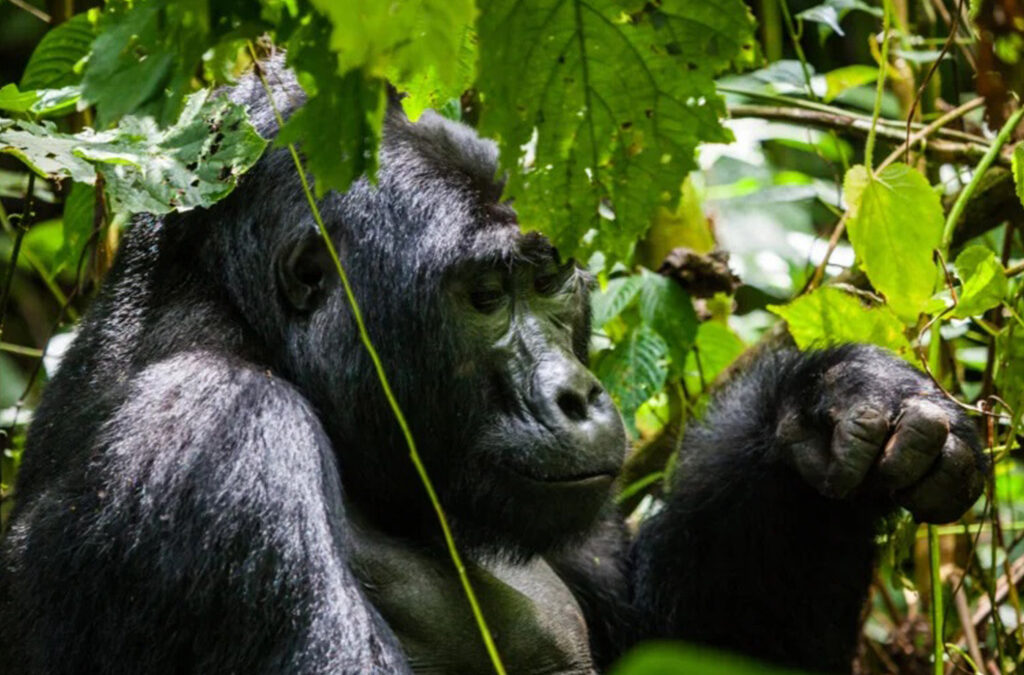 Life-Changing Gorilla Adventures in Uganda and Rwanda