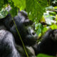 Life-Changing Gorilla Adventures in Uganda and Rwanda