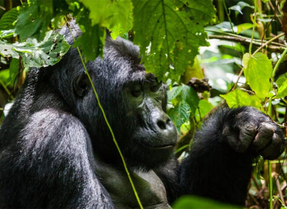 Life-Changing Gorilla Adventures in Uganda and Rwanda