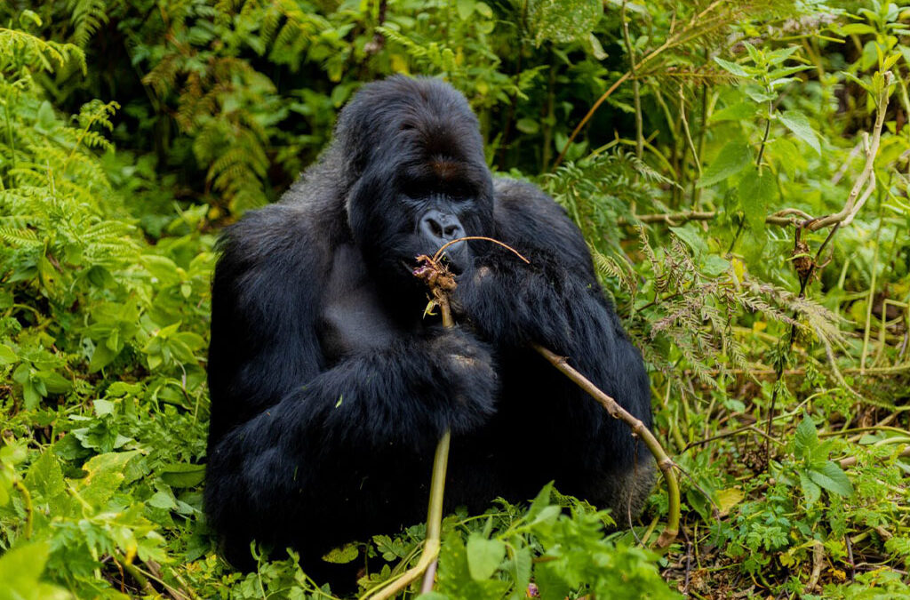 The Benefits of Gorilla Trekking for Conservation