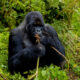 The Benefits of Gorilla Trekking for Conservation