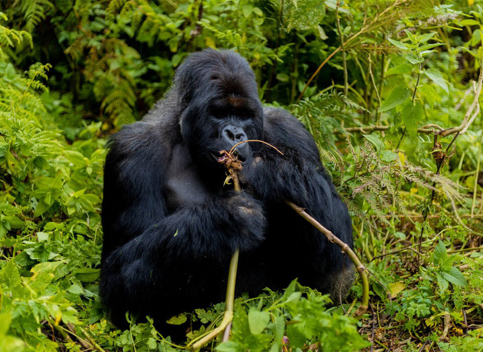 The Benefits of Gorilla Trekking for Conservation