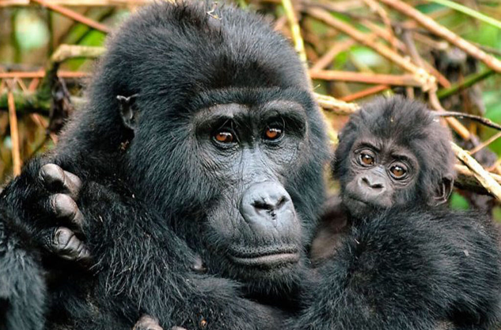 Everything You Need to Know About Gorilla Families in Nkuringo