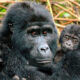 Everything You Need to Know About Gorilla Families in Nkuringo