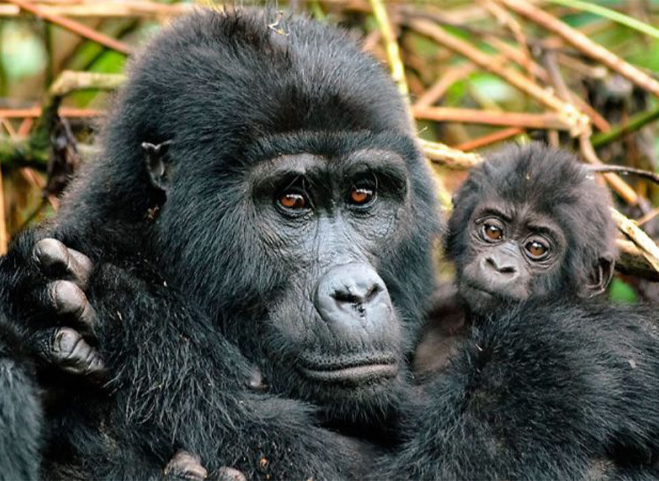 Everything You Need to Know About Gorilla Families in Nkuringo