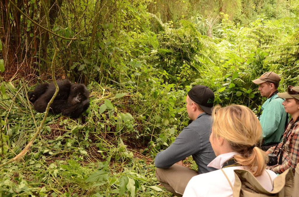 Is the Gorilla Habituation Experience Worth the $1,500?