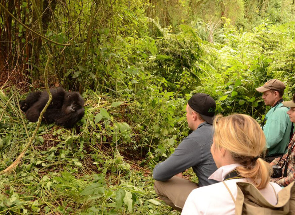Is the Gorilla Habituation Experience Worth the $1,500?