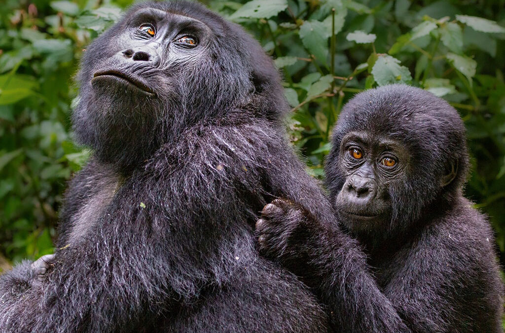 How Difficult Is Gorilla Trekking in Rushaga Sector?