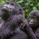 How Difficult Is Gorilla Trekking in Rushaga Sector?