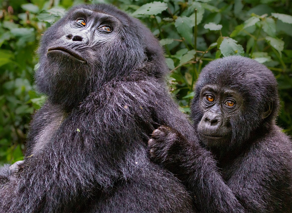 How Difficult Is Gorilla Trekking in Rushaga Sector?
