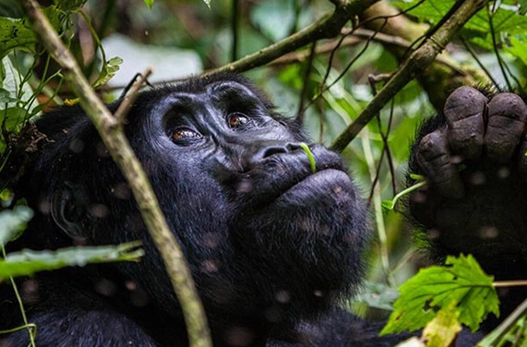 How to Book Gorilla Trekking in Rushaga Sector