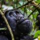 How to Book Gorilla Trekking in Rushaga Sector