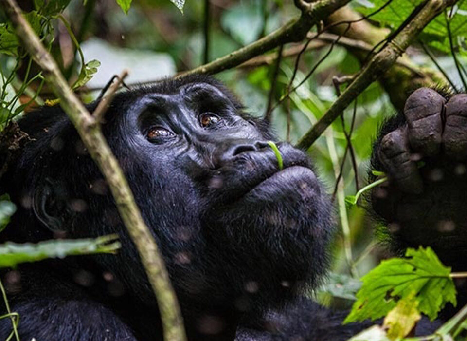 How to Book Gorilla Trekking in Rushaga Sector 