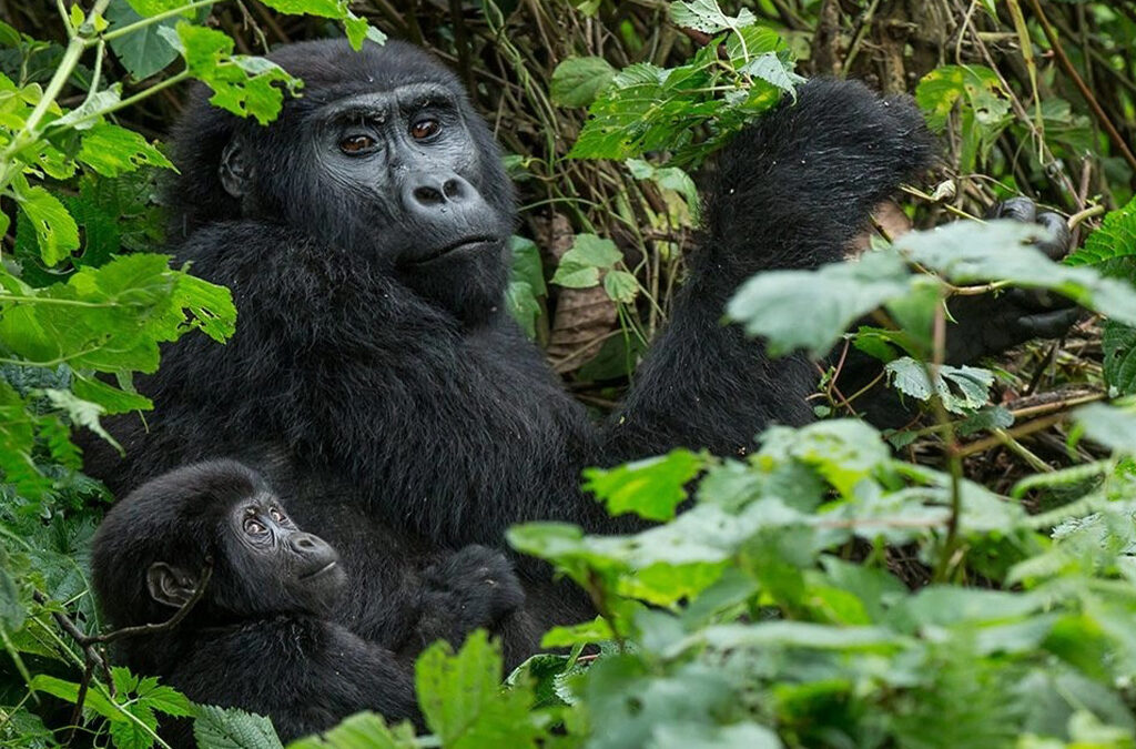 All About Bwindi Impenetrable National Park